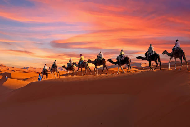 Grupo de viajantes em passeio de camelo pelas dunas do deserto do Saara ao pôr do sol, no Marrocos