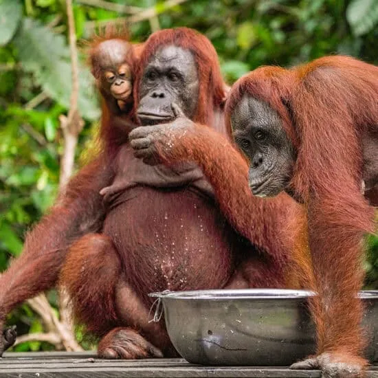 Tanjung-Puting-72-1-550x550